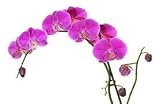 GERMINATION SEEDS: 6: Schmetterling Orchid Seed Phalaenopsis Blume Orchidee Pflanze Seltene Bonsai Blume 100pcs: Only S
