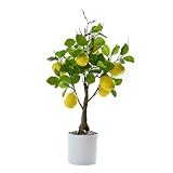 BLSYHDH 18' Mix Zwerg-Bonsai-Obstbaum, Künstliche Zitronen-Simulation, Lebensechter Kumquat-Granatapfelbaum, Grüne Pflanze, Künstliche Früchte mit Topf Im Topf, Perfekt für Küche, Zuhause,(#1)
