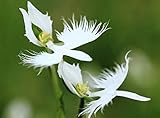 8: 100 Japanese Radiata Samen weißer Reiher Orchid Seeds Welt seltene Orchideenarten Heim-Blumen-Anlage 8