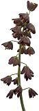 Fangblatt - Fritillaria persica - persische Kaiserkrone getopft im Ø 11 cm Topf - außergewöhnliche Gartenp