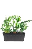 Naschgemüse der Grillsaison im 40cm Kasten Anthrazit!!! je 1 Pflanze Paprika Pflanze (mini Paprika), Topf Tomatenpflanze'Cocktail Tomate' & Strauchbasilik