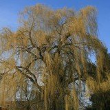 Trauerweide 'Tristis Resistenta' - Salix alba 'Tristis Resistenta' 100-125cm hoch Containerw