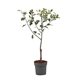 Plant in a Box - Prunus domestica 'Opal' - Pflaumenbaum - Obstbaum - Topf 21cm - Höhe 90-100