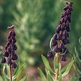 Kaiserkronen - Zwiebeln Blumenzwiebeln FrüHblüHer Zierlauch Zwiebeln Winterhart MehrjäHrig Gartenpflanzen Fritillaria Blumen Geschenk Blumendeko Balkonblumen Exotische Pflanzen 2 Kaiserkronen Zwieb