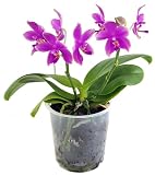 Fangblatt - Phalaenopsis ‘Parfum de Provence - Love Potion’ - exotische Duftorchidee mit pinken Blüten - Orchidee im Ø 11 cm Top