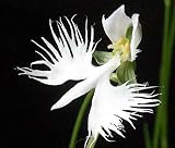 PLAT FIRM GERMINATIONSAMEN: WeiÃŸe Reiher-Orchidee sät die seltenen Orchideen-Arten der Welt japanische Radiata-Samen 100