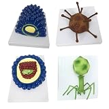 4-teiliges menschliches Zellanatomiemodell, mikrobiologisches Virus-Coronavirus-Modell, Baculovirus-Adenovirus-Phagen-Anatomie-Virus-Modellsatz, medizinische Bildungshilfe, für w
