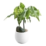 Gelb&Schwarz Kunststoff-Pflanztopf, Mini-Blumentopf, bunt, rund, Kunststoff, für Zuhause, Büro, Dekoration, Übertopf, Gartenbehälter für Pflanzen, groß, Weiß, Einheitsgröß