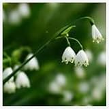 Maiglöckchen Zwiebeln,blumenzwiebeln Winterharte Mehrjährig,Maiglöckchen Kaufen obi,Maiglöckchen Pflanzen kaufen,Seltene Pflanzen,Dekorative Blumen,blumen maiglöckchen.-15zwiebeln-B