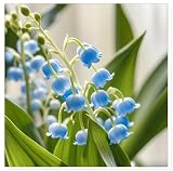 Maiglöckchenzwiebeln, Gartenbepflanzung, Hochzeitsblumen，Maiglöckchen pflanzen kaufen-10zwiebeln-B