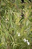 Salix alba 'Tristis' 80-100 cm - Trauerweide, gelbe Kätzchen, Blütezeit März-April, ideal für große Gärten, schnellwachsend, w