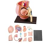 Anatomisches Modell Der Menschlichen Schwangerschaft, Beckenanatomie Für Schwangere Frauen, 4D, Anatomie des Menschlichen Beckens des Babyskeletts Für Die Ausb