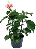 Fangblatt - Hibiskus 'Pink Dream' - die Hawaiblume mit pinken, rosa Blüten - der Rosen-Eibich ist als Pflanze für die Wohnung, Balkon oder Terrasse eine absolute Augenw