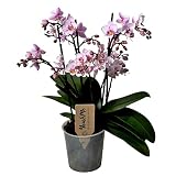 Plant in a Box - Phalaenopsis Multiflora - Orchidee rosa - Mottenorchidee - Katzenfreundlich - Topf 12cm - Höhe 35-45