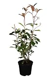 immergrüne Glanzmispel Photinia fraseri Red Robin 60-80 cm hoch im 3 L