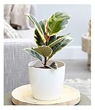 BALDUR Garten Weißbunter Gummibaum, 1 Pflanze, Zimmerpflanze luftreinigend, Ficus elastica tineke, Grünpflanze, mehrjährig - frostfrei halten, pflegeleicht, Wasserbedarf gering