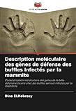 Description moléculaire des gènes de défense des buffles infectés par la mammite: Caractérisation moléculaire des gènes de la bêta-défensine bovine chez des buffles sains et infectés p