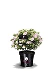 !!WELTNEUHEIT!! Bloombux® – flower & form by INKARHO® 25-30 cm breit im 2 L