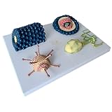 4 Teile Mikrobiologie Anatomie Modell Baculovirus, Phagen Virus, HIV Forschungsstruktur, Studie Display Für Wissenschaft Bildung