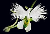 50 Samen Seltene Weiße Taube Orchidee White Dove O