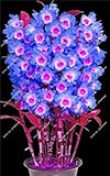 Spedizione gratuita! Dendrobi nano Fiore Raro Semi di orchidea Piante ornamentali li Albero in miniatura Crescita naturale, 10 pz. 5