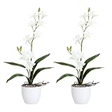 2er Set Orchidee Dendrobie 60cm, weiß, im Keramiktopf weiß Kunstp