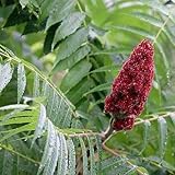 Farmerly 40 Samen Essigbaum Baum Samen (Rhus Typhina)