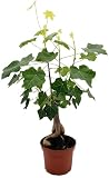 Fangblatt - Brachychiton australis - Australischer Flaschenbaum - exotische Zimmerpflanze - pflegeleichte Zierp
