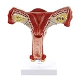 Anatomisches Modell des Weiblichen Fortpflanzungssystems - Gebärmuttermodell - Medizinisches Lehrmodell des Inneren - Für Gynäkologische Ausbildung