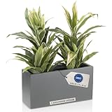 DECORAS Pflanztrog/Blumentrog (Grau-Matt) - Großer, robuster Fiberglas-Blumenkübel für Garten & Terrasse - Winterfester Pflanztopf - UV-beständig (Länge: 60 cm/Breite: 20 cm/Höhe: 30 cm)