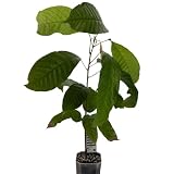 1 Kakaobaum | Theobroma Cacao | Varietät Forastero | 40-50cm | Kakaopflanze aus Samen aus Südamerika | Selten in der EU | Zimmerpflanze | Schokoladenbaum | Kakaofrucht | Kakaobohnenp