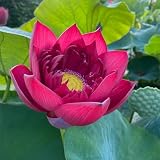30 pcs Lotus Samen Bloom Pflanzenkübel Mini Garten Teichpflanzen Winterhart Lotus Samen Bonsai, Wiesenblumen Samen, Balkonpflanzen Winterhart Pflanztopf Blumen Geschenk Bienenw