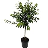 Zwergpflaume Hanna Stämmchen Pflaume für Balkon und Terrasse ca. 80-120 cm 5 Liter Top