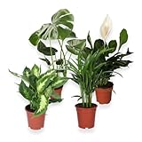 “Luftreiniger” Pflanzenset | 4er-Set | Monstera, Spathiphyllum, Dieffenbachia, Areca-Palme | ca. 40-70 cm | Ø 12-15 cm Topf | Pflegeleichte Zimmerpflanzen für Wohnung und Bü