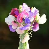 Duftwicke samen (wicken samen)、 blumensamen geschenk、pflanzen für draußen garten geschenk、einfach zu Pflanzen blumen garten、pflanzen für sonnige plätze kletterpflanzen 100p