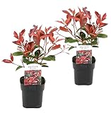 Plant in a Box - Photinia fraseri 'Rotkehlchen' - Glanzmispel Pflanze - 2er Set - Rote Blätter - Topf 17cm - Höhe 30-40