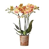 Kolibri Orchids | orange Phalaenopsis Orchidee -35cm hoch - Topfgröße Ø9cm | blühende Zimmerpflanze - frisch vom Zü
