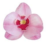 dekora 126066 Orchideen Tortendeko 10 Essbare Blumen für Torte aus Esspapier-Rosa-7,5-8,5
