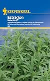 Kiepenkerl Estragon mehrjährig