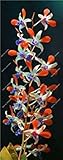Virtue Spedizione Gratuita! Dendrobi Nano Raro Semi di Orchidea Piante Ornamentali Tropicali Albero in Miniatura Crescita Naturale, 10 Pz 15