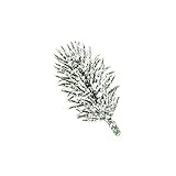 Ideen mit Herz Deko-Tannenzweige | beschneit | 6,5 cm lang | 55 Stück | künstliche Tannenzweige mit Deko-Schnee | Adventskranz-Deko | Tannengrü