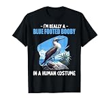 Blaufußtölpel T-S