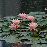 15 pcs lotus samen bonsai, wildblumensamen, balkon lotusblume samen winterharte stauden für pralle sonne, pflanzen für draußen winterharte stauden mehrjährig, bodendecker samen steing