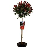 Photinia oder Glanzmispel auf Stamm 80-100