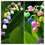 Maiglöckchen Zwiebeln,blumenzwiebeln Winterharte Mehrjährig,Maiglöckchen Kaufen Obi,Maiglöckchen Pflanzen kaufen,Seltene Pflanzen,Dekorative Blumen,blumen maiglöckchen.-25 zwiebeln-D