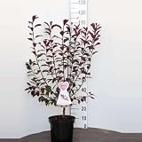 Prunus cistena - Zwerg-Blutpflaume 60-80 cm - C