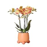 Kolibri Orchids | Orange Phalaenopsis orchid - Jamaica + Rolling dekorativer Topf Pfirsich - Topfgröße Ø9cm - 35cm hoch | blühende Zimmerpflanze im Blumentopf - frisch vom Zü
