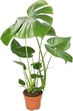 Monstera deliciosa | Fensterblatt | ca. 55-70 cm | ø 12-15 cm Topf | Pflegeleichte Zimmerpflanzen für Wohnung und Büro | Qualität vom Pflanzen Profi | Ideale Raumbegrünung