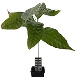 1 Kakaobaum | Theobroma Cacao | Varietät Trinitario | Kakaopflanze aus Samen aus Südamerika | Selten in der EU | Zimmerpflanze | Schokoladenbaum | Kakaofrucht | Kakaobohnenp