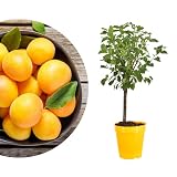 Meine Orangerie - Zwergobst Stämmchen Pflaume - gelbe Zwergpflaume - Höhe inkl. Topf ca. 80-90cm - winterharter Pflaumenbaum für Garten, Balkon oder Terrasse im Ø22-24cm Top